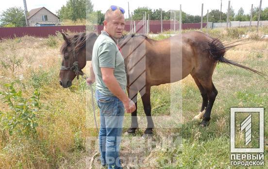 У ранах, рубцях і без води на палючому сонці: у Довгинцівському районі волонтери рятували пораненого коня