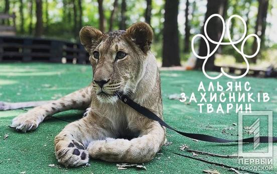 В Кривом Роге стараниями активистов у владельца зоофермы конфискуют дикую львицу