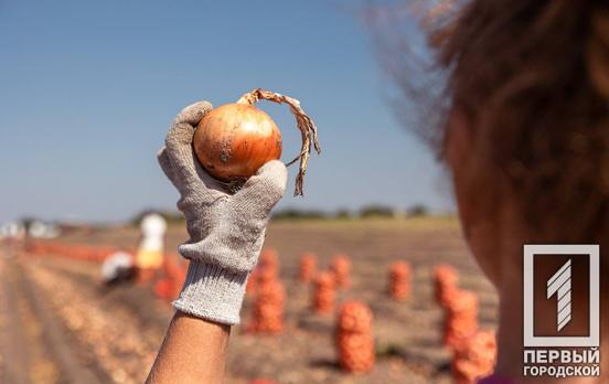 Аграрії Дніпропетровщини збирають картоплю, буряк та цибулю з понад 110 тис