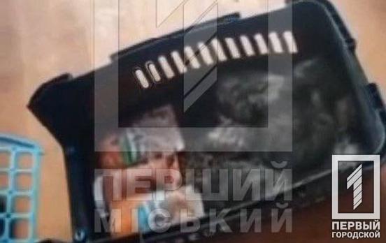 Брала на «перетримку» та морила голодом: у Металургійному районі поліцейські виявили трупи домашніх тварин