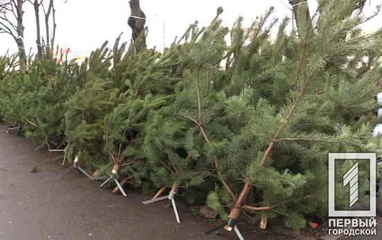 Нові ліміти: скільки людей на Дніпропетровщині зможуть придбати новорічну ялинку