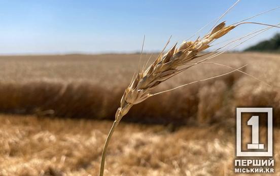 Майже всі галузі сільського господарства цьогоріч збільшили врожаї