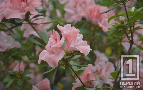 Требовательная красавица из Азии радует цветением: в Криворожском ботаническом саду расцвели азалии