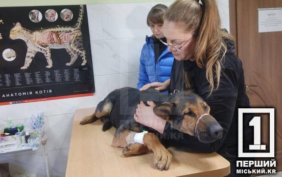 Пухнаста Героїня, яка закрила собою військових: до Кривого Рогу евакуювали поранену собаку з зони бойових дій на Херсонщині