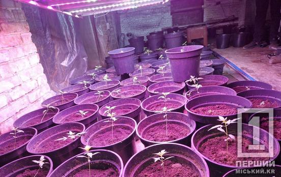 Не «вишневий садок»: у Кривому Розі у покинутій будівлі поліція виявила наркоплантацію