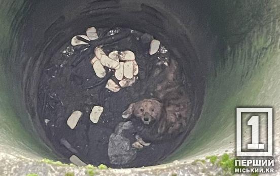 Упала в восьмиметровый колодец: криворожские полицейские спасли обессиленную собаку