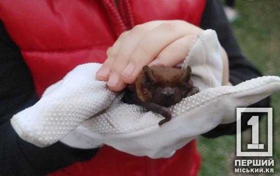 Вони мають право на життя: у Кривому Розі випустили врятованих кажанів у природу