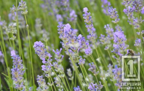 Повітря наповнене пахощами та втіха для очей: у Криворізькому ботанічному саду квітує лаванда