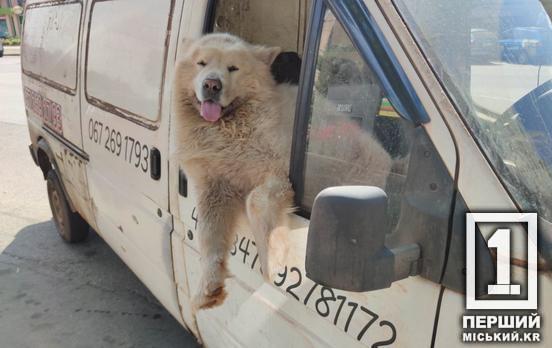 В Україні вперше з’явилися єдині правила для перевезення тварин в автобусах