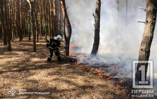 Рятували угіддя рідного регіону: за добу на Дніпропетровщині загасили 81 пожежу