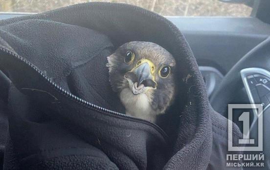 Бідося сидів посеред дороги: криворізькі поліцейські врятували сокола зі зламаним крилом