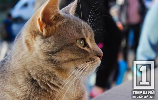 Комфорт для всіх: В Україні розробляють чіткі правила перевезення тварин в автобусах