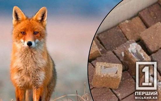 Не зривайте природний та обов’язковий процес: у Криворізькому районі стартувала вакцинація диких тварин задля уникнення сказу