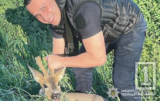 Кожне життя важливе: на Криворіжжі поліцейські врятували косулю від загибелі