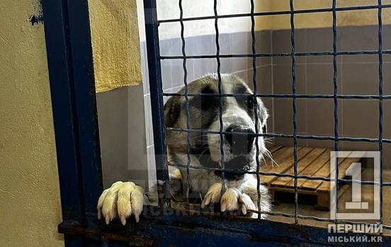 Їхні серця чекають вашого тепла: криворіжці відвідали центр поводження з тваринами