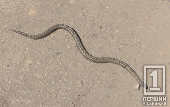 Почався сезон активності отруйних змій: МОЗ попередило про небезпеку