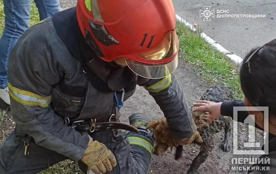 Чотирилапі важливі: у Металургійному районі Кривого Рогу з глибокої пастки врятували пухнастого бідосю
