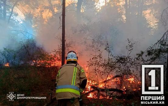 За умышленные поджоги - штраф и тюрьма: на Днепропетровщине озвучили количество пожаров в природе в этом году