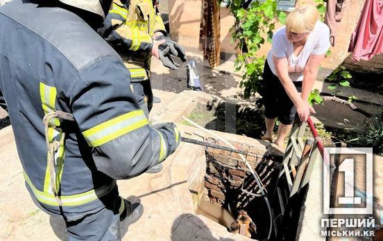 У Центрально-Міському районі Кривого Рогу вусаня визволили з глибокої пастки