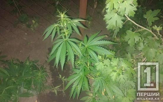 Кликала через розбірки зі співмешканцем: у Кривому Розі жінка «необдумано» засвітила перед поліцією коноплі