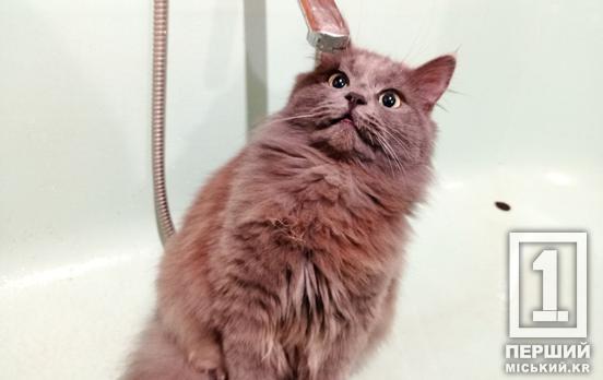 Відсутня вода: у «Кривбасводоканалі» розповіли, як діяти містянам