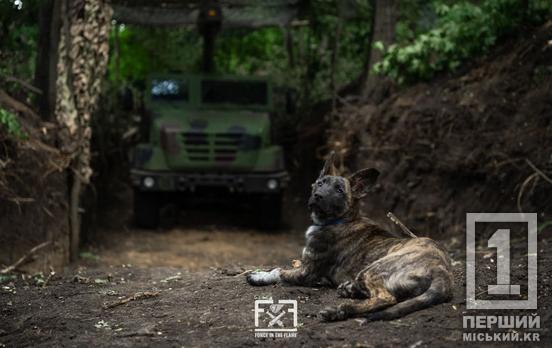 Більше 170 боєзіткнень з окупантами відбулося на лініях фронту за минулу добу