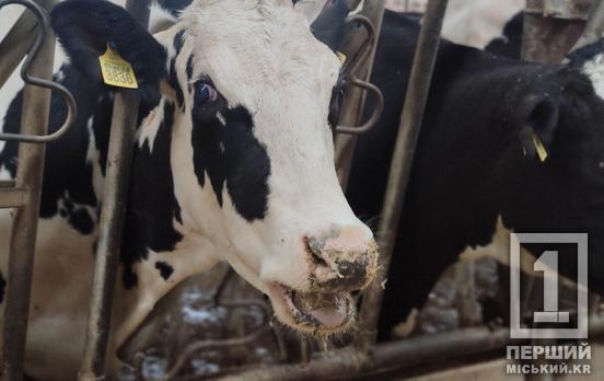 Розвиток потенціалу вітчизняного тваринництва: уряд підтримає активних фермерів фінансово