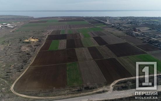 Було вкладено стільки праці й сподівань: на Дніпропетровщині загинули посіви кукурудзи та соняшника