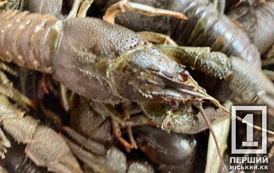 В Україні знову дозволили ловити раків: всі нюанси, які варто виконувати