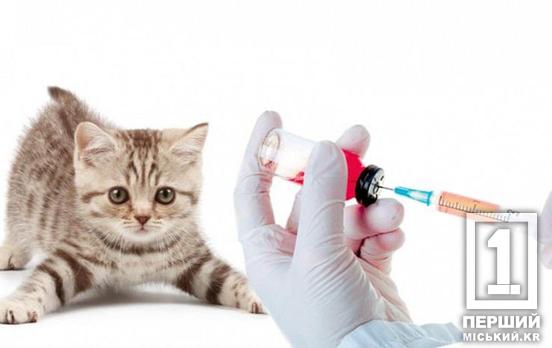 У Кривому Розі тварин провакцинують  від сказу: дати та як долучитися