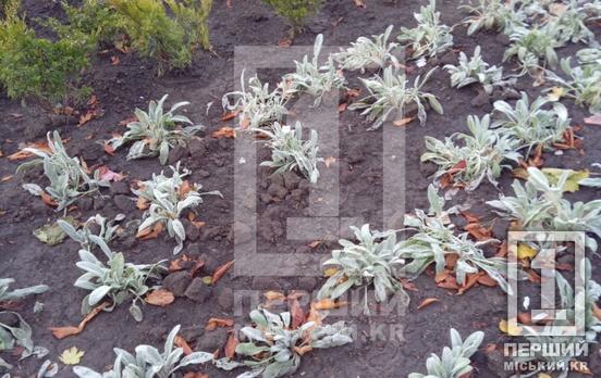 Розграбували міську клумбу, знову:  зі скверу станції Кривий Ріг-Головний зникли кілька рослин