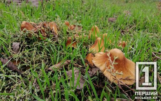 Усіх трьох мучили блювота та діарея: на Криворіжжі родина з дитиною отруїлася грибами