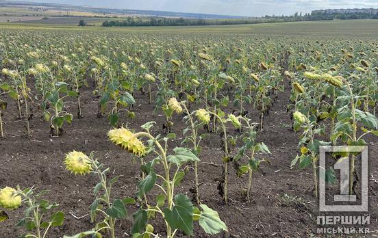 Серйозний удар по агросектору: на Дніпропетровщині зібрали найгірший урожай соняшнику за останнє десятиліття