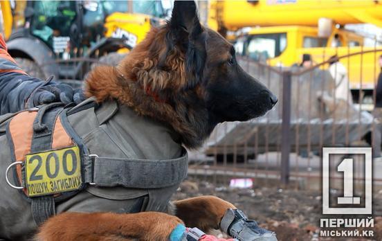 «Засоседились» с Мьянмой, Сирией и Афганистаном: Украина стала четвертой в мире по количеству жертв от мин