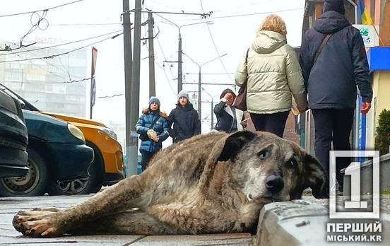 Смертельна небезпека: в Україні зростає кількість випадків сказу