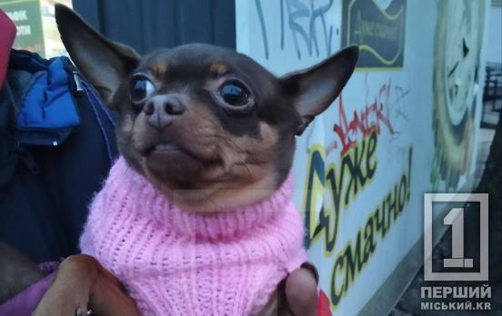 У Кривому Розі шукають собаку Майю: допоможіть улюблениці повернутися додому