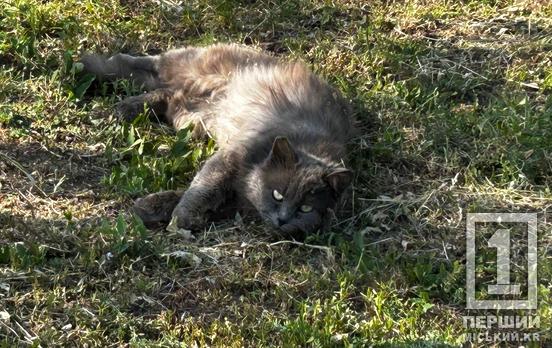 Стріляв у кота з балкона: у Кривому Розі пенсіонера оштрафували за знущання з сусідської тварини