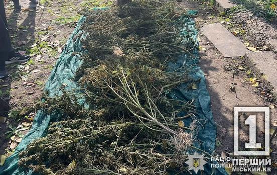 Ховав удома понад сотню сухих кущів конопель: у Кривому Розі копи накрили 35-річного чоловіка із запасами психотропних рослин