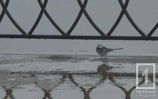 Сегодня в Кривом Роге днём ожидается дождь