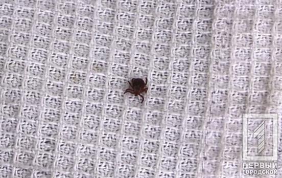 Осторожно, болезнь Лайма: в Днепропетровской области около 30% клещей заражены опасной инфекцией, – специалисты