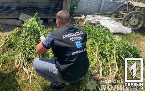 Близько 200 кущів: правоохоронці Кривого Рогу викрили три «наркоферми»