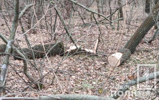Правоохранители разоблачили двоих «чёрных лесорубов», которые незаконно срубили деревья под Кривым Рогом