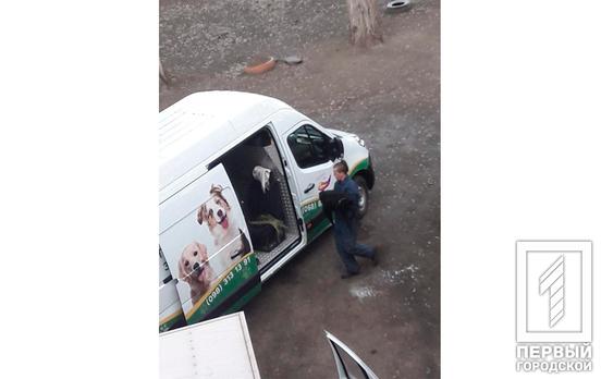 Собаку, которая в Кривом Роге укусила ребёнка, забрали в Центр обращения с животными для наблюдения