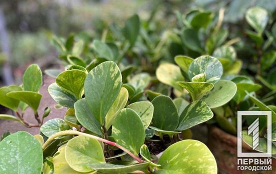 23 мая в Кривом Роге пойдёт небольшой дождь