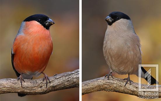 Фотограф из Кривого Рога «поймал в объектив» пару снегирей