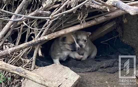 В Кривом Роге проведут подсчёт бездомных собак