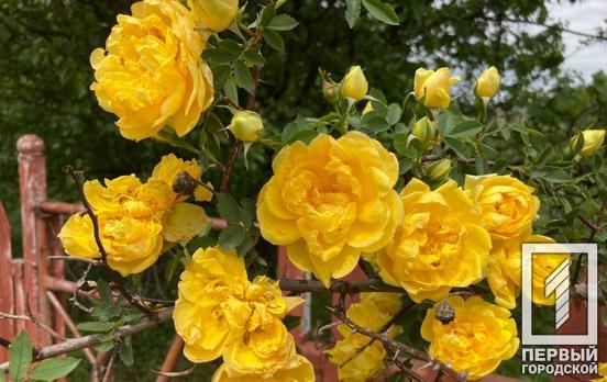 31 мая в Кривом Роге будет дождь