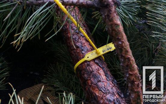 Во сколько жителям Кривого Рога обойдётся новогодняя ёлка