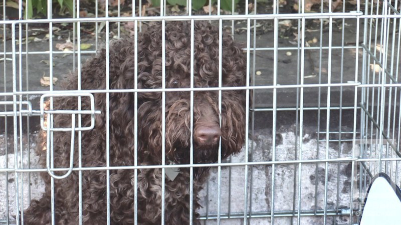 %d0%bf%d1%91%d1%81%d0%b8%d0%ba%d0%b82