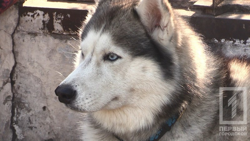 %d0%bf%d1%91%d1%81%d0%b8%d0%ba%d0%b83